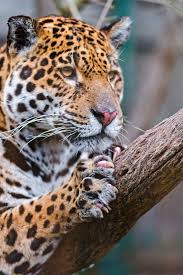 Los jaguares, equipo argentino que participa del torneo internacional super rugby, nacieron en 2016. Jaguaress Scratching The Wood Big Cats Wild Cats Cats