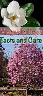 Magnolia Trees For Sale Fastgrowingtrees Com Magnolia Trees Garden Trees Trees To Plant