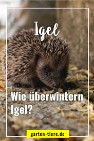 Wie Uberwintern Igel Igel Im Garten Igel Uberwintern Igel Winterschlaf
