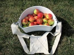 Epingle Sur Quand Cueullir Les Pommes De Votre Verger