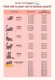 Ever been curious how old your cat is in cat years versus human years? How Old Is My Cat In Human Years Senior Tail Waggers