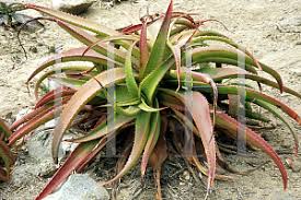 Image result for Aloe tauri