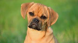 Puggle Breed Info Pug Beagle Mix Temperament Puppy Prices More