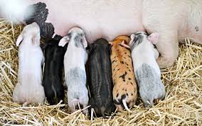 Pet pigs for sale melbourne. The Little Pig Pen Breeding And Selling Adorable Miniature Pigs For People Who Want A Pet That S A Little Out Of The Ordinary