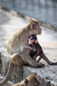 We did not find results for: Baby Monkey With Her Mother By Bo Bo Wildlife Family