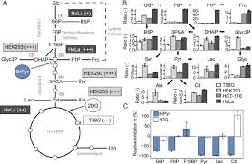 The glycolysis inhibitor, 2‑dg prominently decreased cell proliferation and increased cell apoptosis in the den‑induced rat hepatoma and had no evident impact on the pericarcinomatous liver tissues. Decoding The Dynamics Of Cellular Metabolism And The Action Of 3 Bromopyruvate And 2 Deoxyglucose Using Pulsed Stable Isotope Resolved Metabolomics Cancer Metabolism Full Text