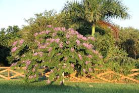 Image result for Lonchocarpus