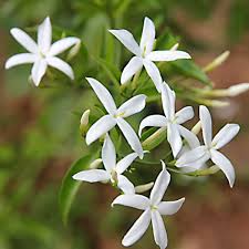 Image result for Jasminum grandiflorum