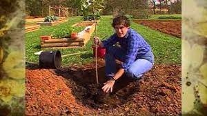 When planting on clay it's best to plant on a slope and take care to. Tree Planting In Heavy Clay Youtube