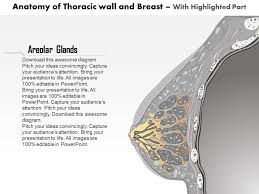 Breast cancer introduction breast cancer is a glandular cancer of breast tissue, the most common cancer among women. 0514 Anatomy Of Thoracic Wall And Breast Presentation Graphics Presentation Powerpoint Example Slide Templates