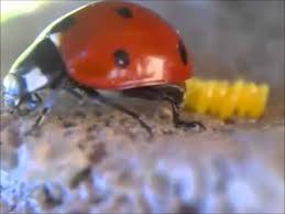 Dunia Serangga Lady Bug Youtube