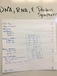 In how does dna determine the traits of an organism try the pbs dna workshop activity for the simulation of dna replication and protein synthesis. Dna And Rna Mr Moss S Science Classes