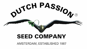 Amsterdam seed bank review is all about history, stature, germination guarantee, shipping guarantee, variants of strain, stealth packaging, all about shipping, payment modes, freebies, medicinal benefits, seeds at a glance, yields at a glance, germination guide and much more. Best Dutch Cannabis Seed Banks