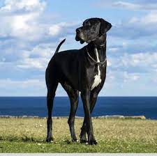 One of the biggest advantages of starting your puppy search here at uptown is that the breeders and businesses we list can easily create travel plans for their great dane pups for sale to whatever major us airport is most convenient. Great Dane Puppies For Sale Adoptapet Com