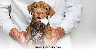 Canada primarily has government run healthcare facilities. Pet Insurance In Canada Finding The Best Coverage For Your Dog Or Cat