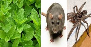 Si Vous Avez Cette Plante Chez Vous Vous Ne Verrez Plus Jamais De Rats D Araignees Ou D Insectes En 2020 Insectes Plante Rats
