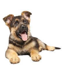 Telomian dog breed information images characteristics health. Welcome To Saharikenn K9 Malaysia