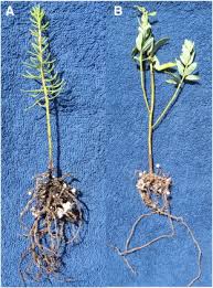 Image result for Jamesbrittenia burkeana