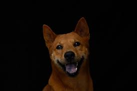 Dogecoin core, on the other hand, is a full wallet. Dogecoin Value Skyrockets After The Gamestop Stock Rally