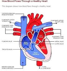 Diagram Of Blood Flow List Of Wiring Diagrams