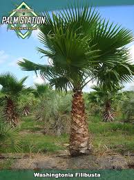 Image result for Washingtonia