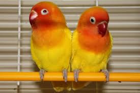 Inseparables Fischer Lutino Love Birds Parrot Beautiful