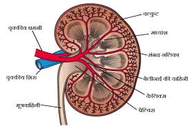 Liver cancer is linked to the hepatitis b virus. à¤® à¤¨à¤µ à¤• à¤‰à¤¤ à¤¸à¤° à¤œà¤¨ à¤¤ à¤¤ à¤° Exretory System Of Human Aliscience