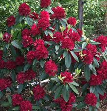 Henry S Red Rhododendrons Direct Unusual Plants Trees To Plant Season Plants