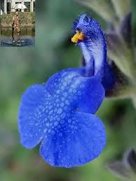 Image result for Buchnerodendron lasiocalyx