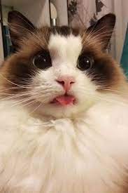 Google Cute Animals Cat Selfie Funny Animals