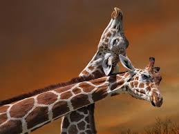 30 Incredible And Award Winning National Geographic Animal Photos Wildlife Photography National Geographic Animals Animal Photography Giraffe
