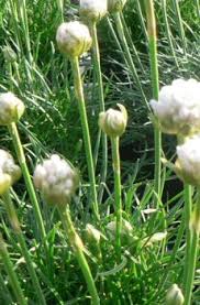 Image result for Hereroa glenensis