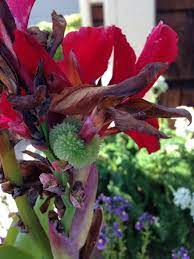 View other commonly requested plants on our wiki! What Is This Green Spiky Ball Growing On My Flowers That I Also Don T Know The Name Of Whatsthisplant