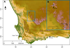 Image result for Carex runssoroensis