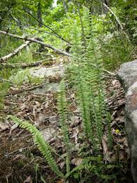 Image result for Asplenium variabile