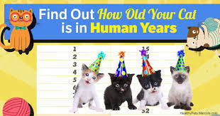 So if your cat is 7 months old, she is 7 in human years; How Old Is Old For Your Cat