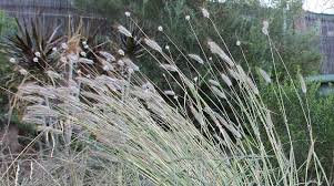 Image result for Dichanthium sericeum