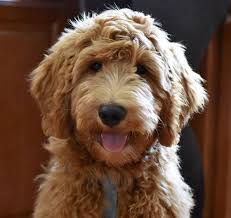 It is the ideal dog breed for those with pet allergies. Contact Us Miami Goldendoodles