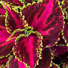 Image result for Coleus sylvestris