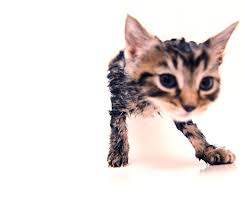 Kediler Sampuan Ile Yikanabilirler Mi Enpati Net Kedi Bakimi