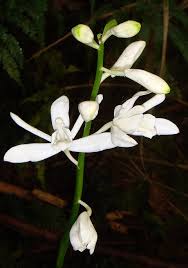 Image result for Phaius occidentalis