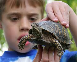 Eastern Box Turtle