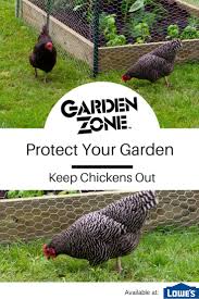 I've read that this can be a bad idea. Blue Hawk Rolled Wire 50 Ft X 3 Ft Galvanized Steel Chicken Wire Farm Poultry Netting Rolled Fencing Lowes Com Poultry Farm Chicken Wire Chickens Backyard