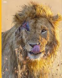 Scarface is a 1983 american crime drama film directed by brian de palma and written by oliver stone. Readly Meet Scarface The Real Lion King Get To Know Facebook