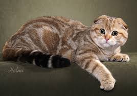 Scottish fold kittens for sale new mexico. Scottish Fold Breeders