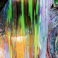 2hlh4bgtnboy8m Trucchi dragon city gemme infinite. https owlcation com stem the rainbow eucalyptus a strange and beautiful tree