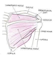 Shoulder pain is a common occurrence for athletes the shoulder is a closely fitted joint. How To Diagnose Shoulder Injuries In Young Athletes