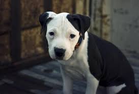 Maybe you would like to learn more about one of these? Looking Funnies Blue White Red Nose Pitbull Puppies