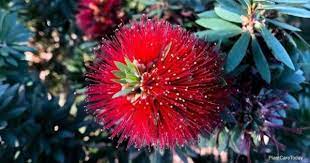 Versatile, hardy and colorful, the little john is. Little John Bottlebrush Growing The Callistemon Citrinus Little John