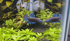 Betta Imbellis Care Guide The Cresent Or Peaceful Betta